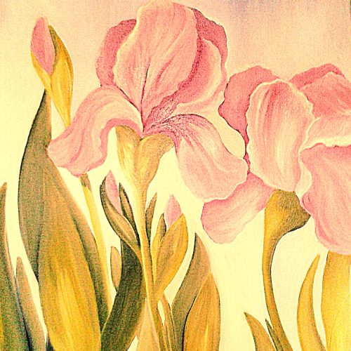Iris
